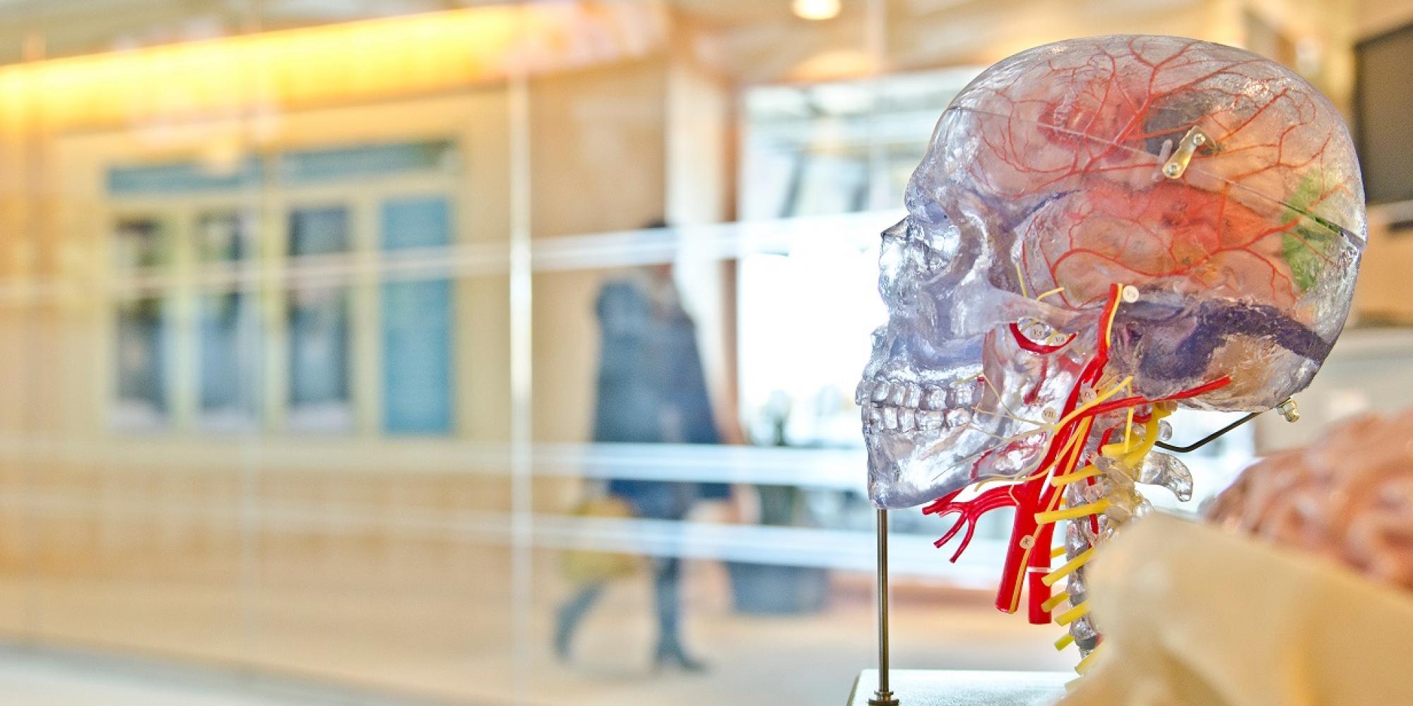 brain graphics2